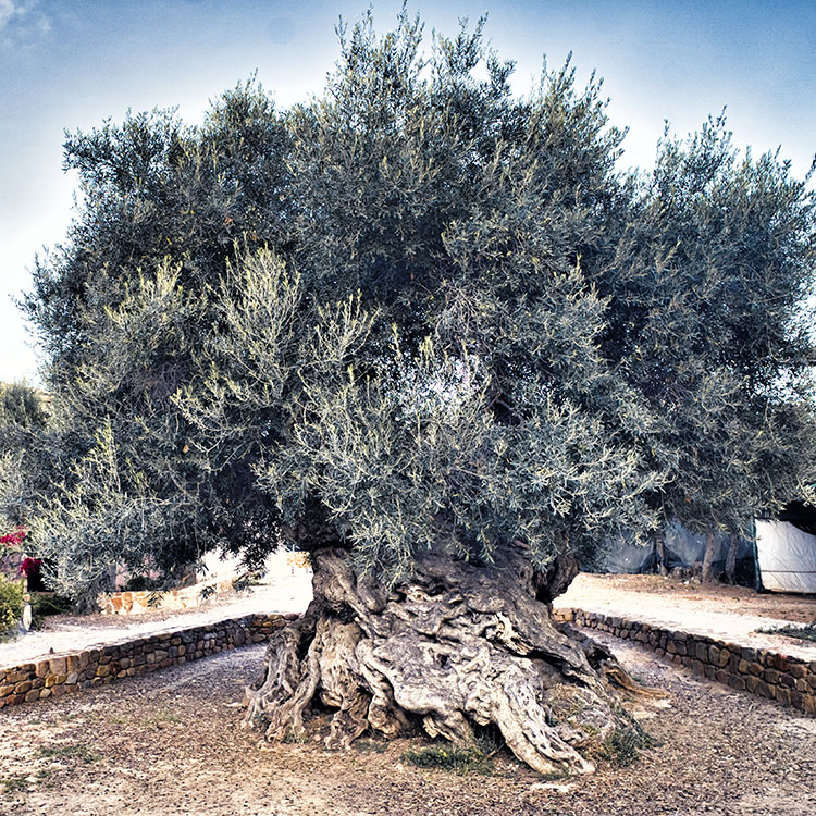 Olive Tree